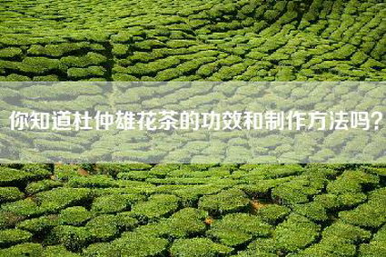 你知道杜仲雄花茶的功效和制作方法吗？