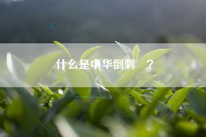 什么是中华倒刺鲃？