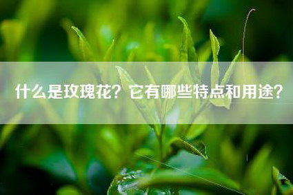 什么是玫瑰花？它有哪些特点和用途？