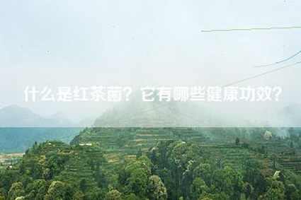 什么是红茶菌？它有哪些健康功效？