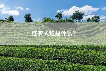 红衣大炮是什么？