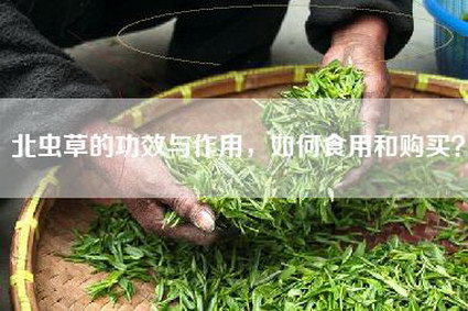 北虫草的功效与作用，如何食用和购买？
