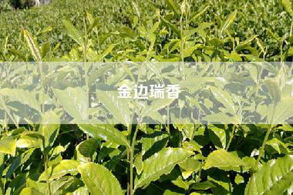 金边瑞香