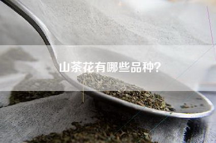 山茶花有哪些品种？