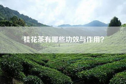 桂花茶有哪些功效与作用？