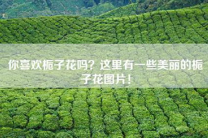 你喜欢栀子花吗？这里有一些美丽的栀子花图片！