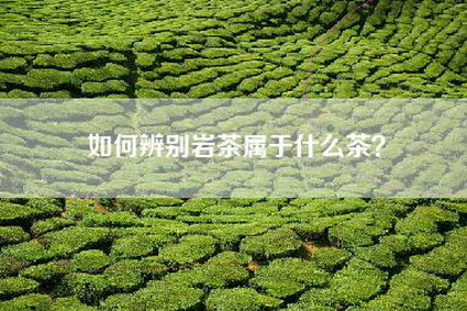 如何辨别岩茶属于什么茶？