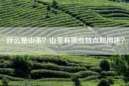 什么是山茶？山茶有哪些特点和用途？