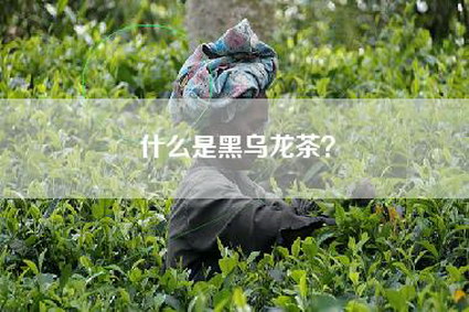 什么是黑乌龙茶？