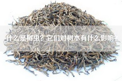 什么是树虫？它们对树木有什么影响？