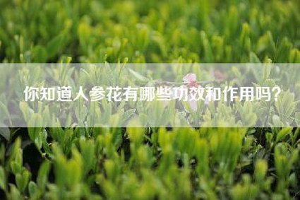 你知道人参花有哪些功效和作用吗？