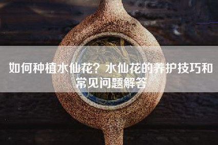 如何种植水仙花？水仙花的养护技巧和常见问题解答