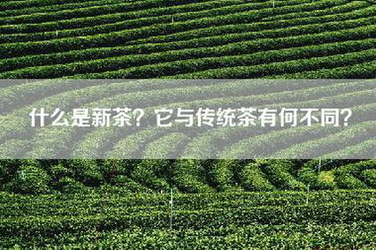 什么是新茶？它与传统茶有何不同？