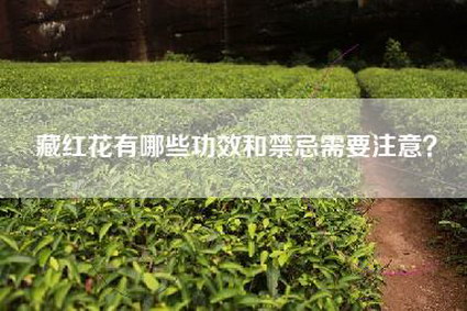 藏红花有哪些功效和禁忌需要注意？