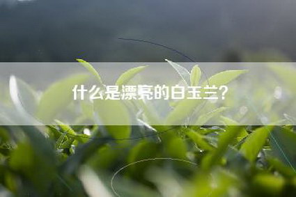 什么是漂亮的白玉兰？