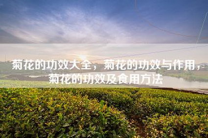 菊花的功效大全，菊花的功效与作用，菊花的功效及食用方法