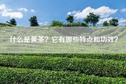 什么是黄茶？它有哪些特点和功效？