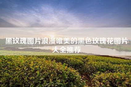 黑玫瑰图片浪漫唯美的黑色玫瑰花图片大全推荐