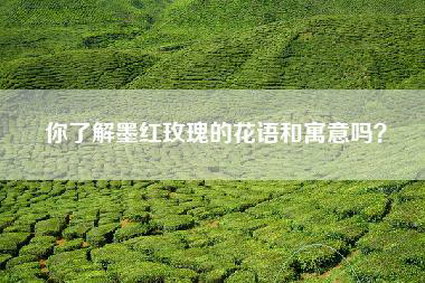 你了解墨红玫瑰的花语和寓意吗？