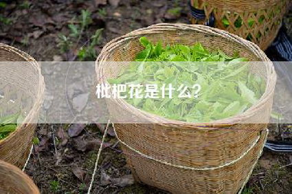 枇杷花是什么？