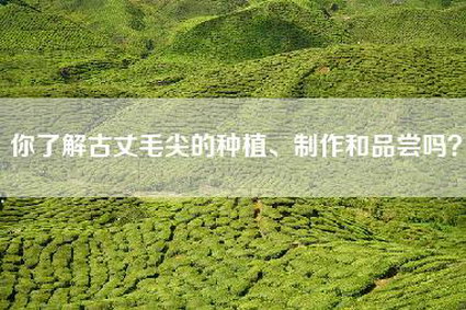 你了解古丈毛尖的种植、制作和品尝吗？