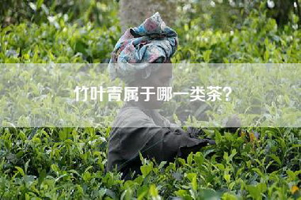 竹叶青属于哪一类茶？