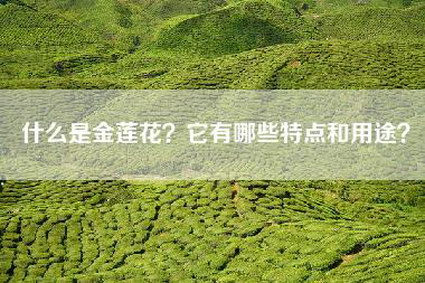 什么是金莲花？它有哪些特点和用途？