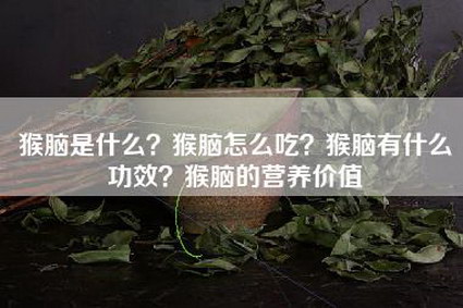 猴脑是什么？猴脑怎么吃？猴脑有什么功效？猴脑的营养价值