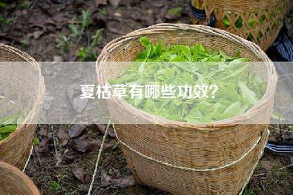 夏枯草有哪些功效？