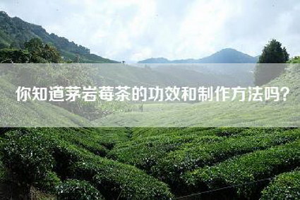 你知道茅岩莓茶的功效和制作方法吗？