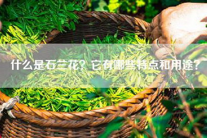什么是石兰花？它有哪些特点和用途？