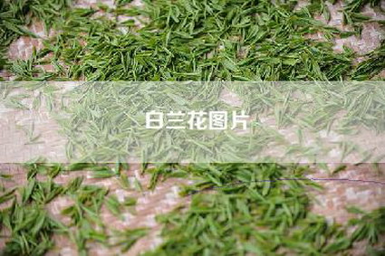白兰花图片
