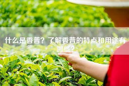 什么是香普？了解香普的特点和用途有哪些？
