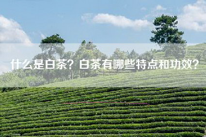 什么是白茶？白茶有哪些特点和功效？