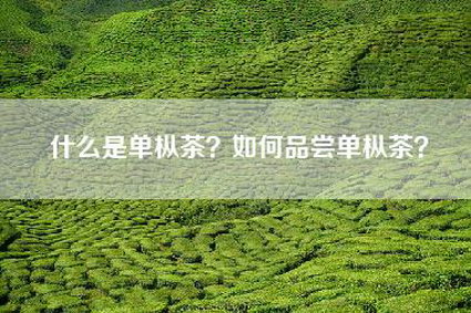什么是单枞茶？如何品尝单枞茶？