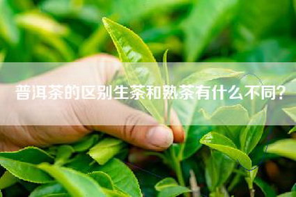 普洱茶的区别生茶和熟茶有什么不同？