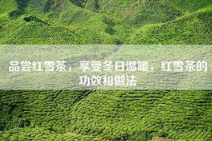 品尝红雪茶，享受冬日温暖，红雪茶的功效和做法