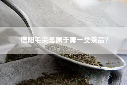 信阳毛尖是属于哪一类茶品？