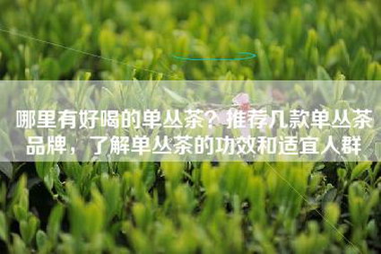 哪里有好喝的单丛茶？推荐几款单丛茶品牌，了解单丛茶的功效和适宜人群