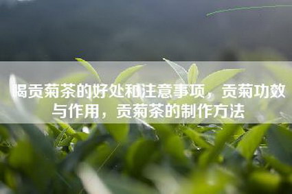 喝贡菊茶的好处和注意事项，贡菊功效与作用，贡菊茶的制作方法