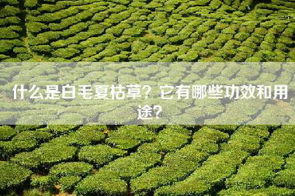 什么是白毛夏枯草？它有哪些功效和用途？