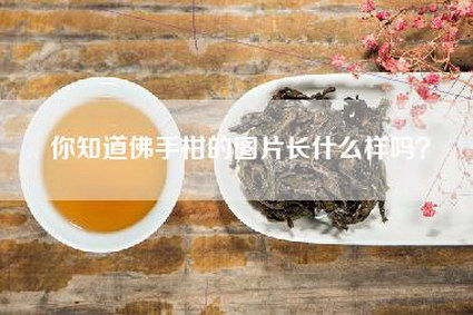 你知道佛手柑的图片长什么样吗？