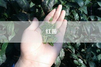 红菌