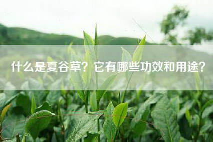 什么是夏谷草？它有哪些功效和用途？