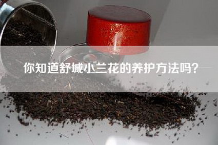 你知道舒城小兰花的养护方法吗？