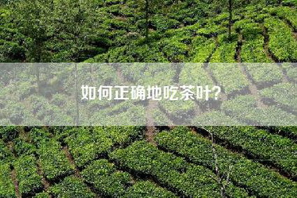 如何正确地吃茶叶？