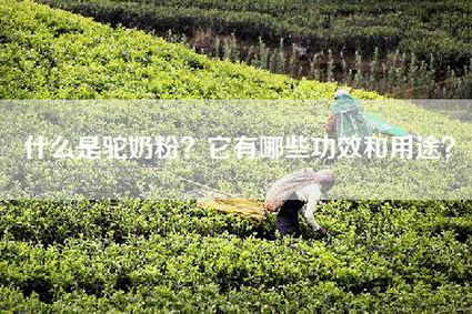 什么是驼奶粉？它有哪些功效和用途？
