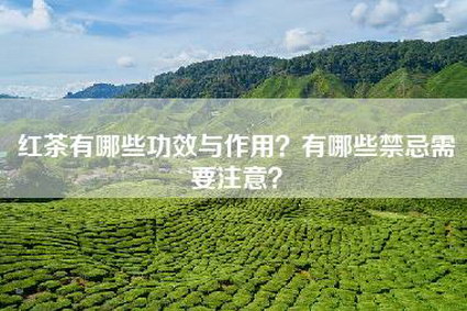 红茶有哪些功效与作用？有哪些禁忌需要注意？