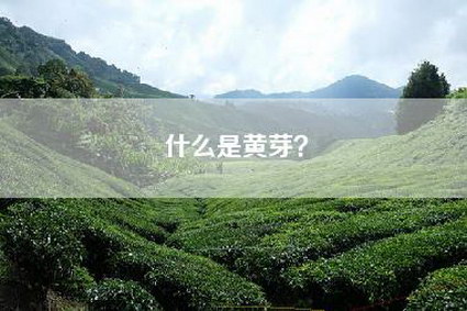 什么是黄芽？