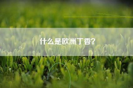 什么是欧洲丁香？